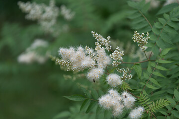 flowering shrub with fuzzy white flowers