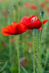 Naklejka premium Red poppies in a field