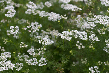 flowers of the soft leafy annual herb, coriander (coriandrum sativum) or cilantro close up