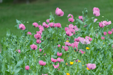 Fototapeta na wymiar pink poppies in bloom in a Victorian-themed public garden
