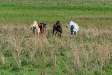 Caballos en el campo
