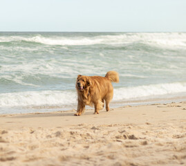 Golden retriever on the beach