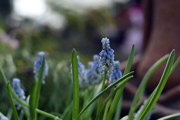 Muscari flowers, Muscari armeniacum, Grape Hyacinths spring flowers blooming in april and may. Muscari armeniacum plant with blue flowers closeup. Background purple flowers muscari with green leaves.