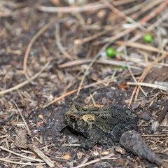 fowlers toad on mulch near a pond