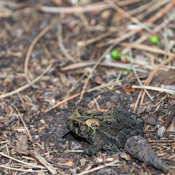 Fowlers Toad On Mulch Near A Pond