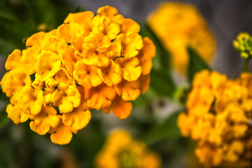 yellow flowers in the garden