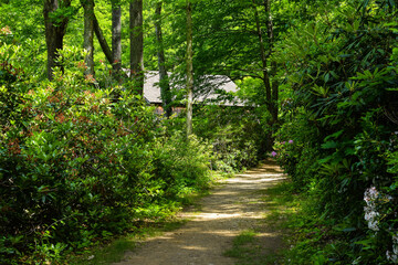 the saw mill in the forest