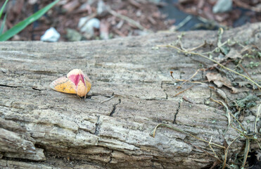 With a bokeh background, this spiny oakwood moth seems content to sit peacefully on this old rotting log in southwest Missouri.