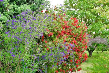 Beautiful flowers on Brehat island in brittany. France