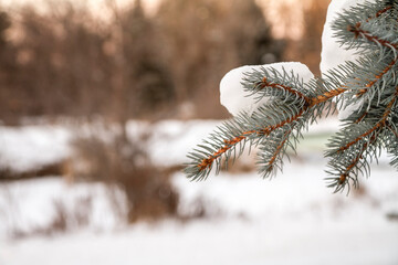 snow covered tree in a park during a cold winter