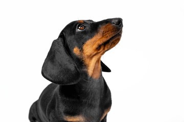 Portrait of lovely patient dachshund puppy sitting with head up and looks at something or at someone in anticipation of feeding, playing or walking, isolated on white background.