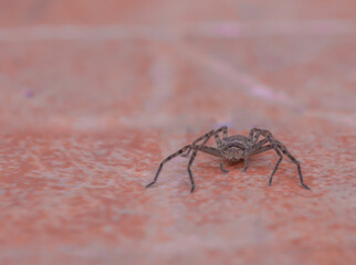 Marpissa muscosa jumping spider.