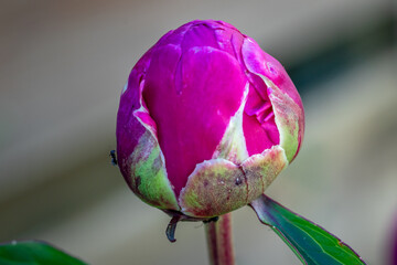close up of pink flower