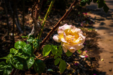 A Rose, a Thorn Bush, and a sidewalk