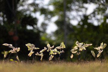 Caladium plant with curled leaves is placed in a pot in the middle of the lawn. Caladium are popular ornamental plants.