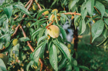 Summer Korea's Nature-여름 한국의 자연 