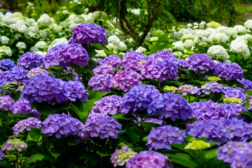 日出のアジサイ