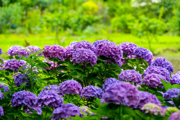 日出のアジサイ