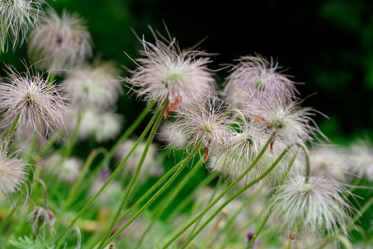 オキナソウ の画像 19 件の Stock 写真 ベクターおよびビデオ Adobe Stock