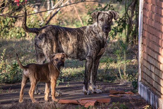 Cães de guarda sem raça definida, mãe e filho na espero do click