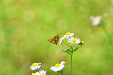 花の蜜を吸うキマダラセセリ（埼玉県/6月）