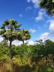 Fototapeta premium palm trees on the beach
