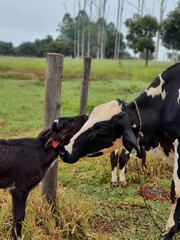 cow and calf