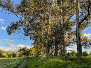 Obraz premium nature view green farm 