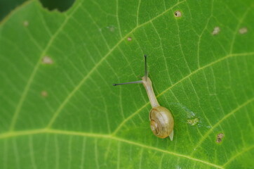 小さなカタツムリのイメージ