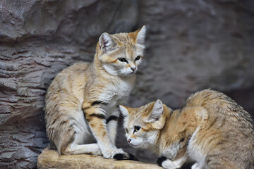 Obraz premium Sand cat in a zoo