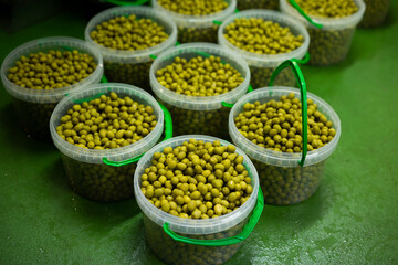 View of open plastic packing buckets filled with marinated green olives on pickles producing factory © JackF