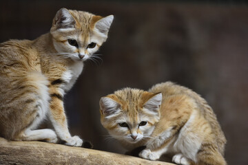 Sand cat in a zoo