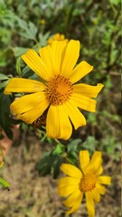 yellow flower in the garden