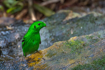 Green Broadbill bird on the waterfall in nature.