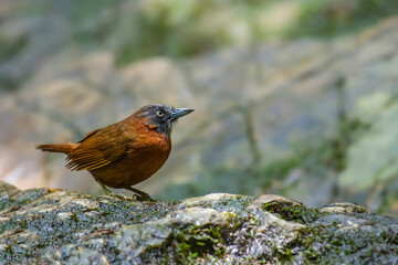Grey-headed Babbler on the waterfall in nature.