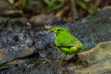 Green Broadbill bird on the waterfall in nature.