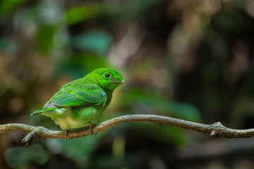 Green Broadbill bird on branch in nature.