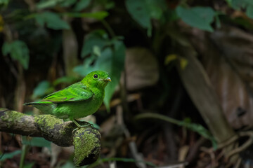 Green Broadbill bird on branch in nature.