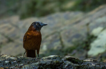 Grey-headed Babbler on the waterfall in nature.