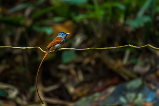 Asian Paradise Flycatcher on branch in nature.