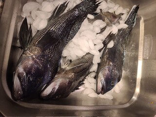 Black sea bass on ice