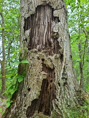 Carpenter ant damage