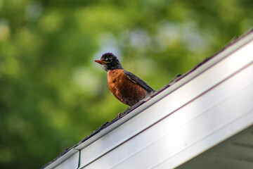 The Mother Robin