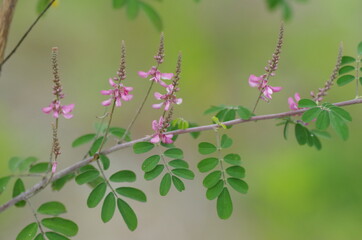 コマツナギの花