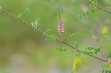 コマツナギの花