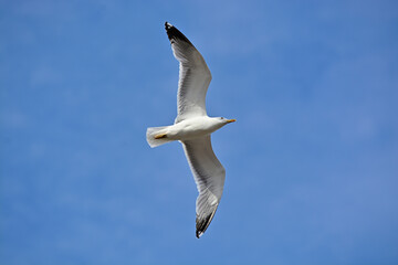 seagull in flight