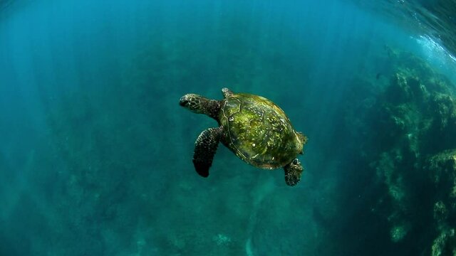 Close-Up Slow Motion Shot Of Turtle Swimming In Deep Sea - Kauai, Hawaii