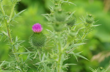 ノアザミのイメージ