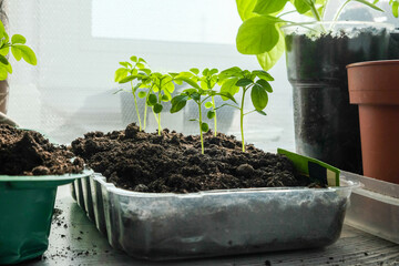 Seedlings growing in plastic cups at home kitchen