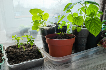 Seedlings growing in plastic cups at home kitchen